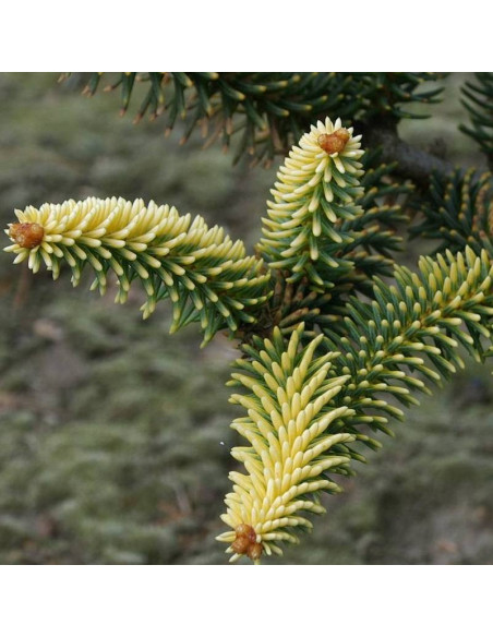 Jodła hiszpańska Aurea Abies pinsapo