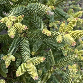 Jodła hiszpańska Aurea Abies pinsapo 2