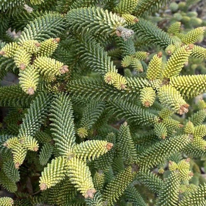 Aurea Abies pinsapo Jodła hiszpańska