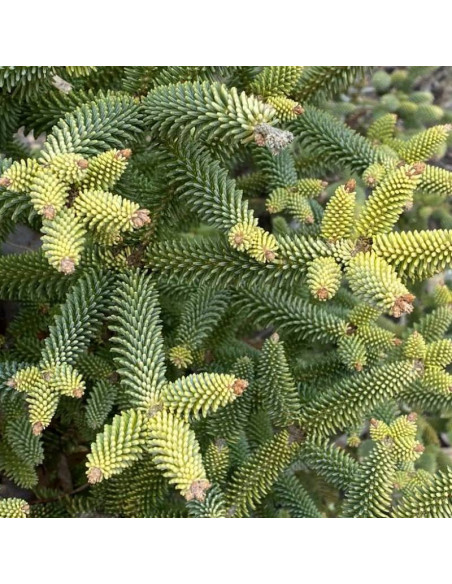 Aurea Abies pinsapo Jodła hiszpańska