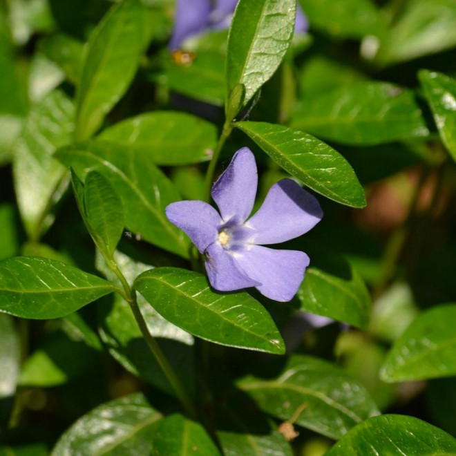 Barwinek pospolity Vinca minor