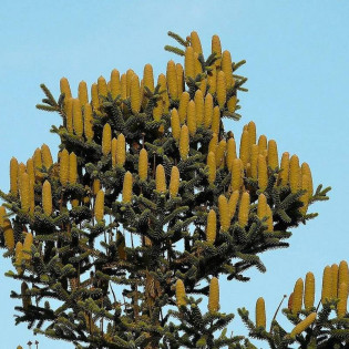 Jodła hiszpańska Abies pinsapo