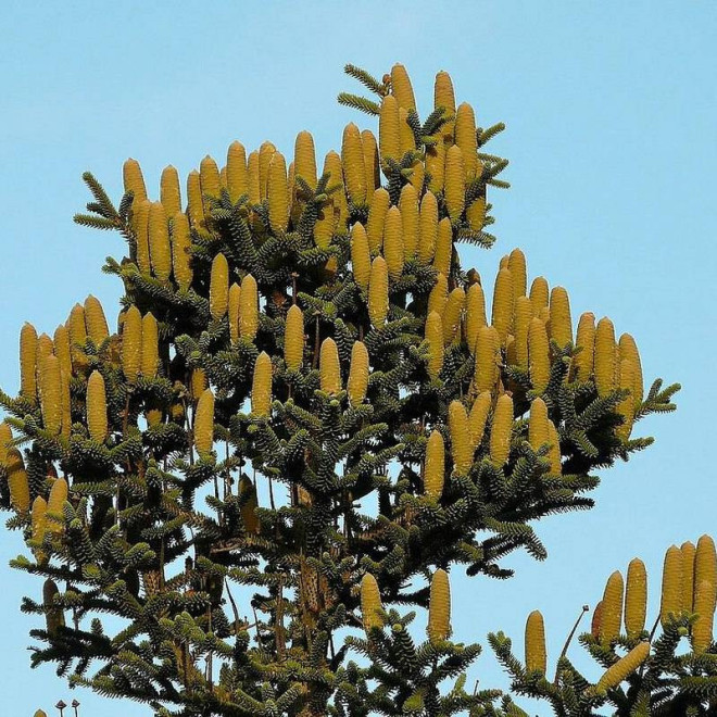 Jodła hiszpańska Abies pinsapo