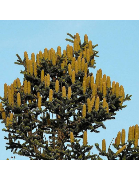 Jodła hiszpańska Abies pinsapo