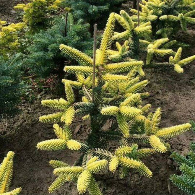 Abies pinsapo Jodła hiszpańska