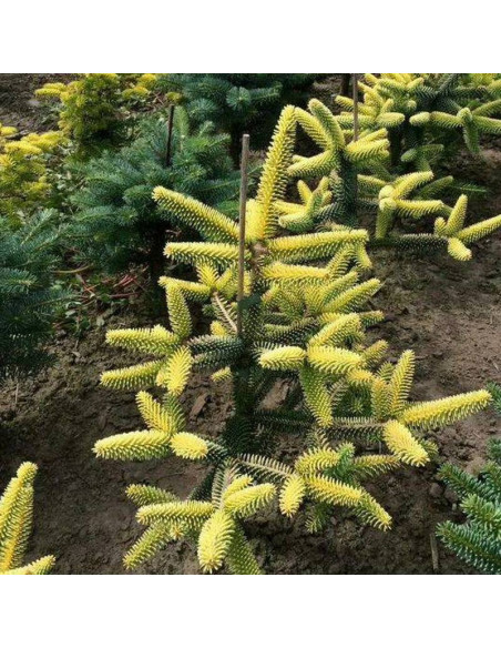 Abies pinsapo Jodła hiszpańska