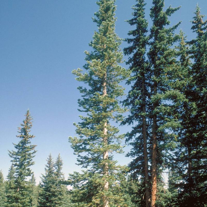 Jodła górska odm. arizońska Abies lasiocarpa