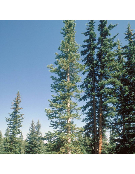 Jodła górska odm. arizońska Abies lasiocarpa