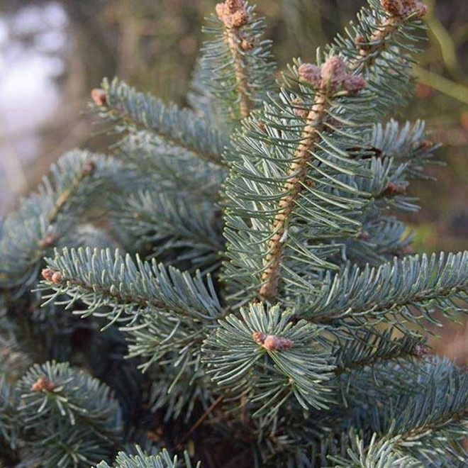 Abies lasiocarpa Jodła górska odm. arizońska