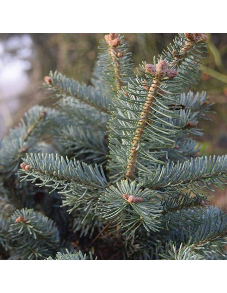 Abies lasiocarpa Jodła górska odm. arizońska