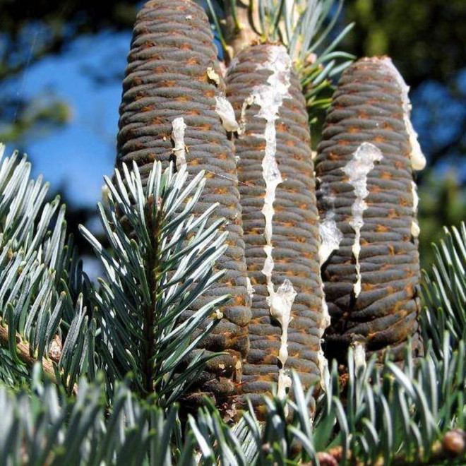 odm. arizońska Abies lasiocarpa Jodła górska