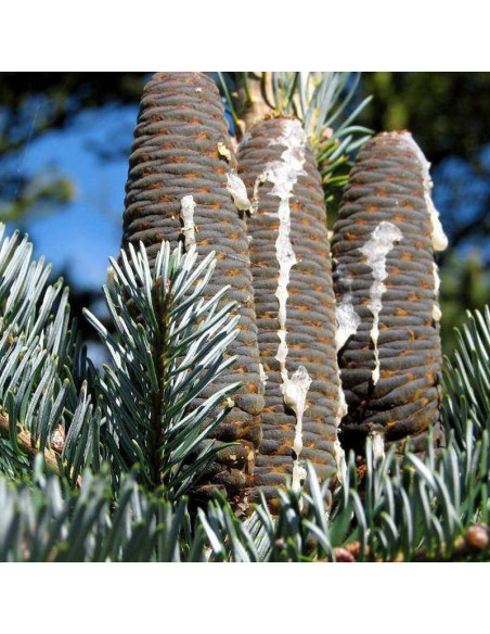odm. arizońska Abies lasiocarpa Jodła górska