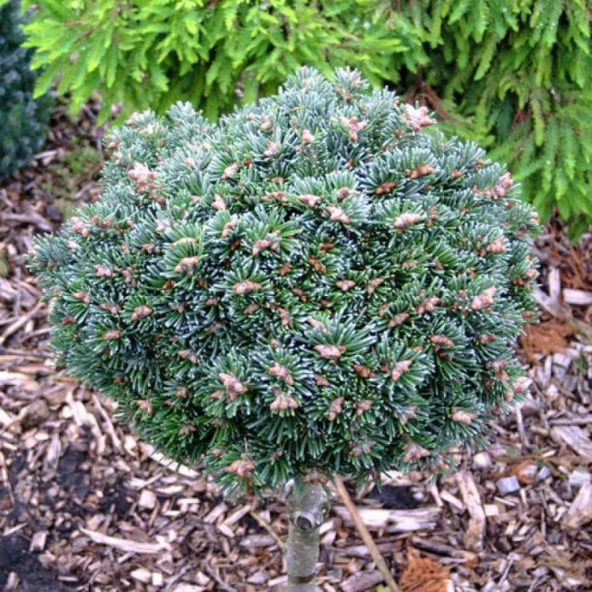 Jodła górska Logan Pass Abies lasiocarpa