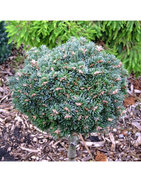 Jodła górska Logan Pass Abies lasiocarpa