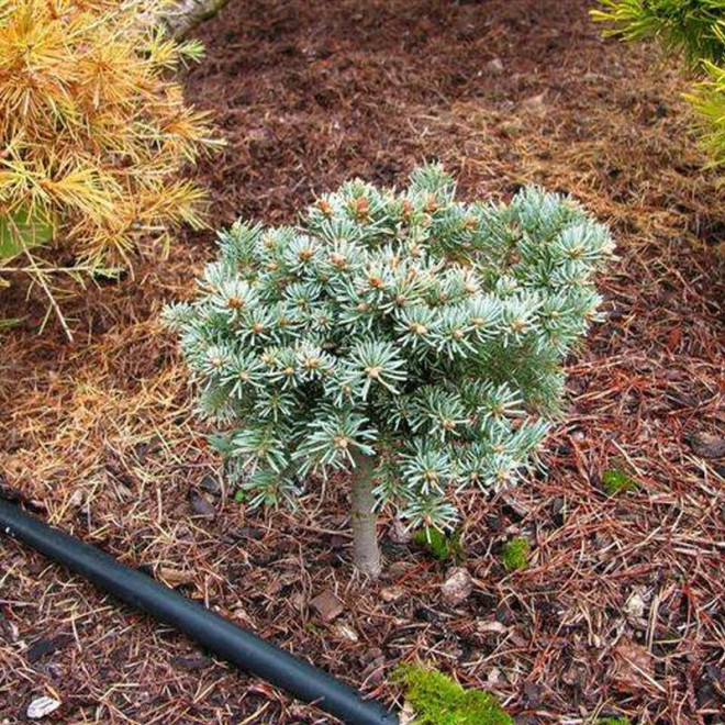 Jodła górska Logan Pass Abies lasiocarpa - Szkółka Florela