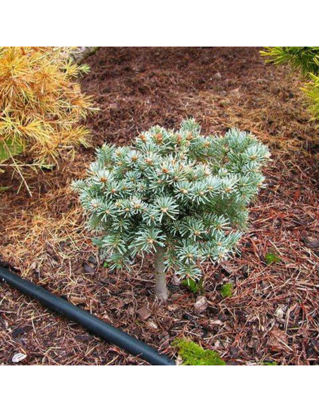 Jodła górska Logan Pass Abies lasiocarpa - Szkółka Florela