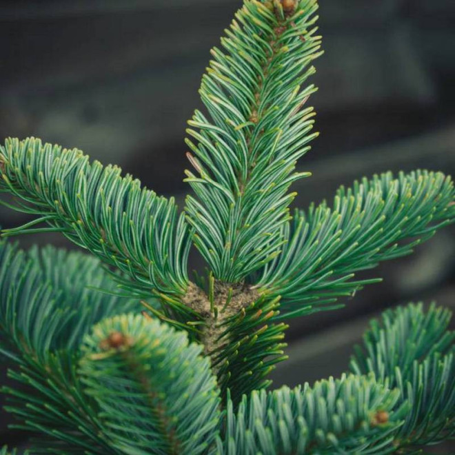 Kenwith Blue Abies lasiocarpa Jodła górska