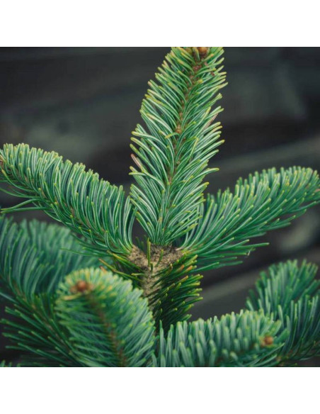 Kenwith Blue Abies lasiocarpa Jodła górska