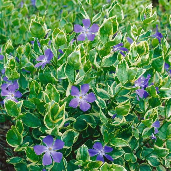 Variegata Barwinek większy Vinca major