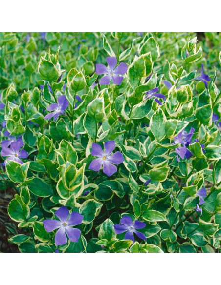 Variegata Barwinek większy Vinca major