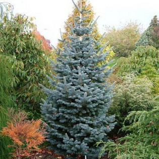 Kenwith Blue Abies lasiocarpa Jodła górska 2