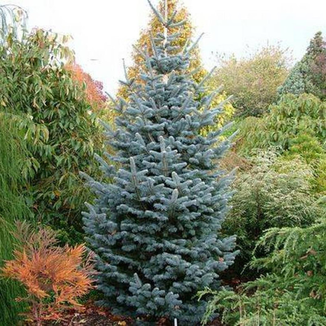 Jodła górska Kenwith Blue Abies lasiocarpa