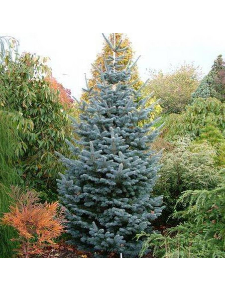 Jodła górska Kenwith Blue Abies lasiocarpa
