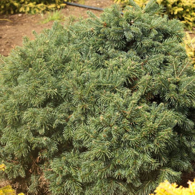 Green Globe Abies lasiocarpa Jodła górska