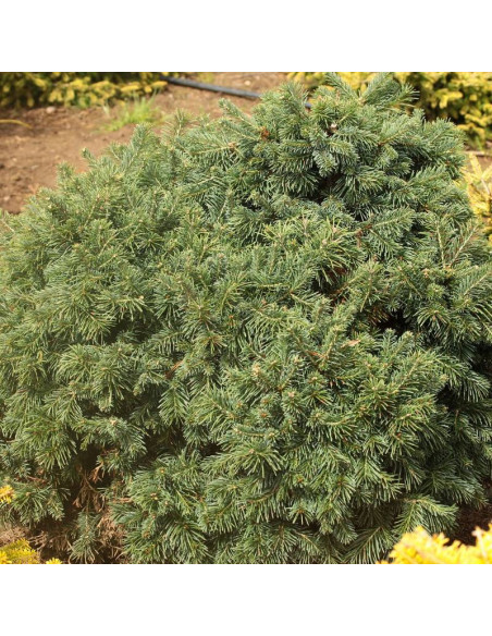 Green Globe Abies lasiocarpa Jodła górska