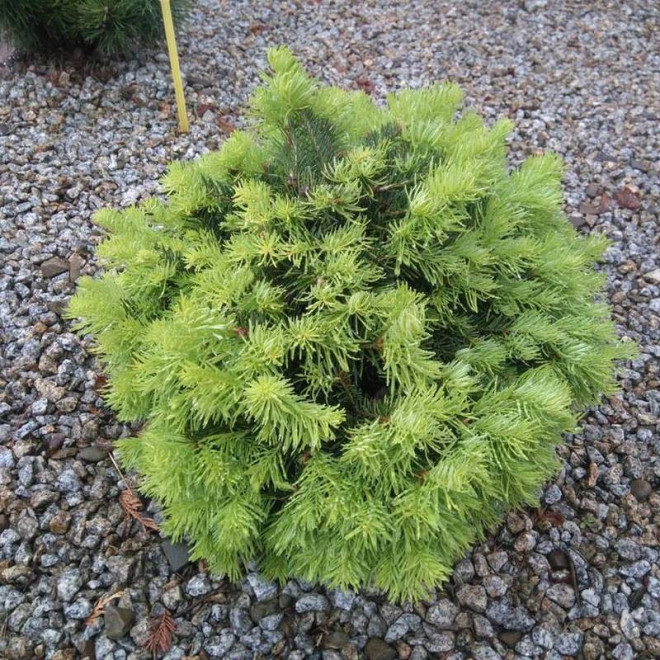 Jodła górska Green Globe Abies lasiocarpa