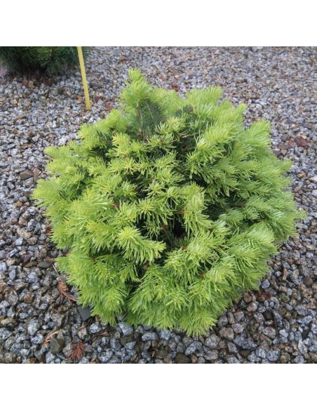 Jodła górska Green Globe Abies lasiocarpa