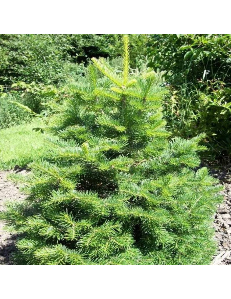 Jodła górska Abies lasiocarpa Green Globe