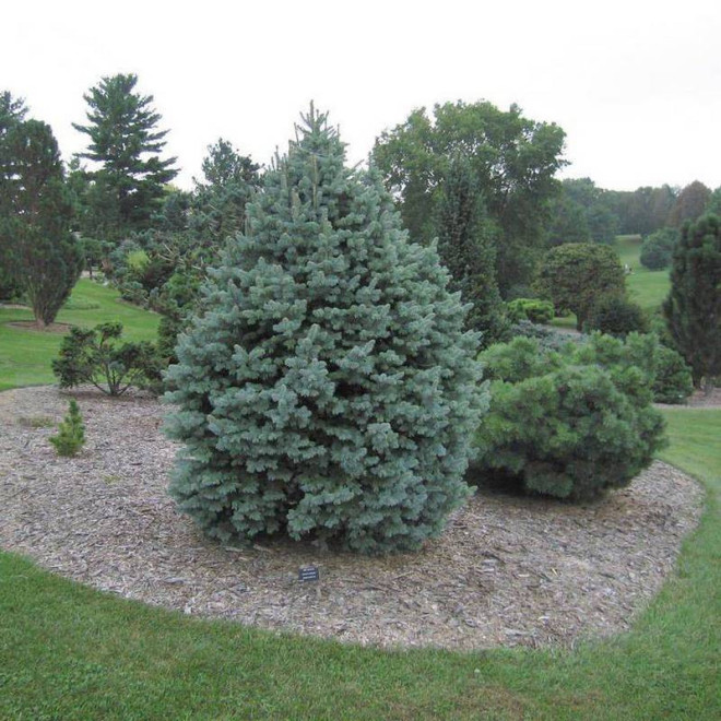 Jodła górska Compacta Abies lasiocarpa