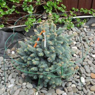 Jodła górska Compacta Abies lasiocarpa 2