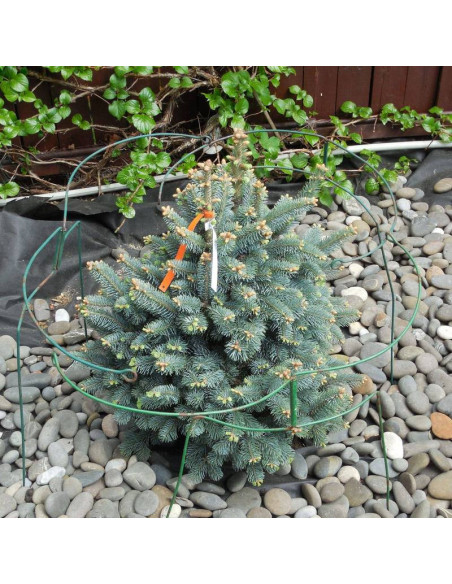 Compacta Abies lasiocarpa Jodła górska