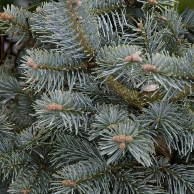 Jodła górska Abies lasiocarpa Compacta