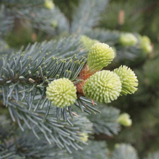 Argentea Abies lasiocarpa Jodła górska