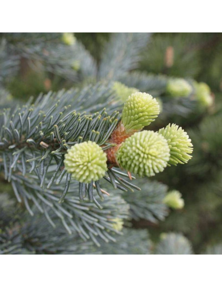 Argentea Abies lasiocarpa Jodła górska