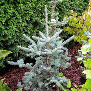 Argentea Abies lasiocarpa Jodła górska 2