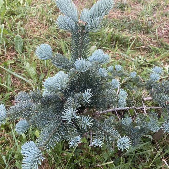 Jodła górska Abies lasiocarpa Argentea