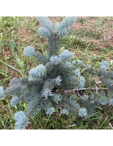 Jodła górska Abies lasiocarpa Argentea