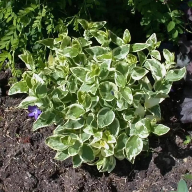 Barwinek większy Variegata Vinca major