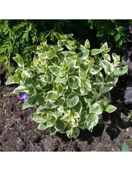 Barwinek większy Variegata Vinca major