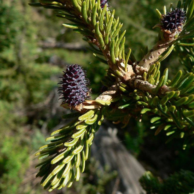 Abies lasiocarpa Jodła górska