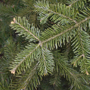 Abies lasiocarpa Jodła górska 2