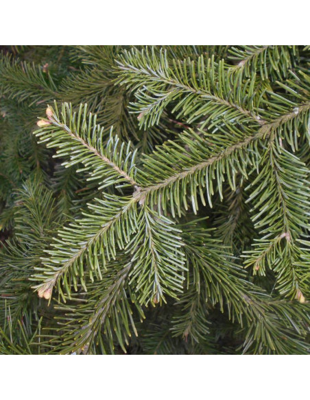 Jodła górska Abies lasiocarpa