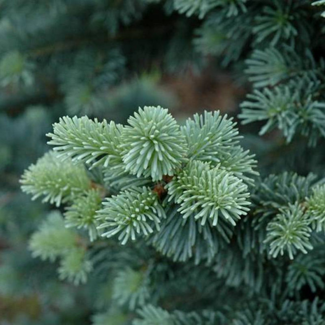 Abies Jodła Górska Lasiocarpa
