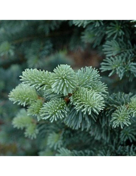 Abies Jodła Górska Lasiocarpa