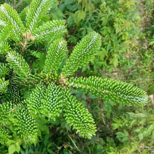 Abies fraseri Jodła Frasera