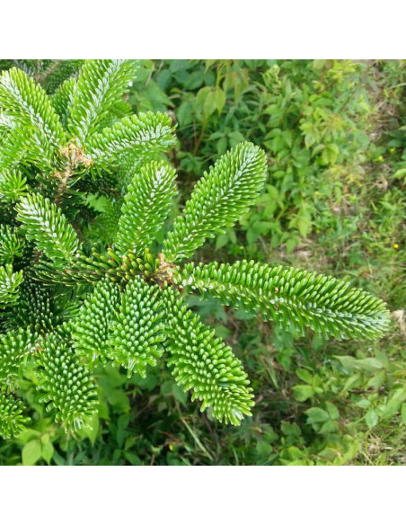 Abies fraseri Jodła Frasera